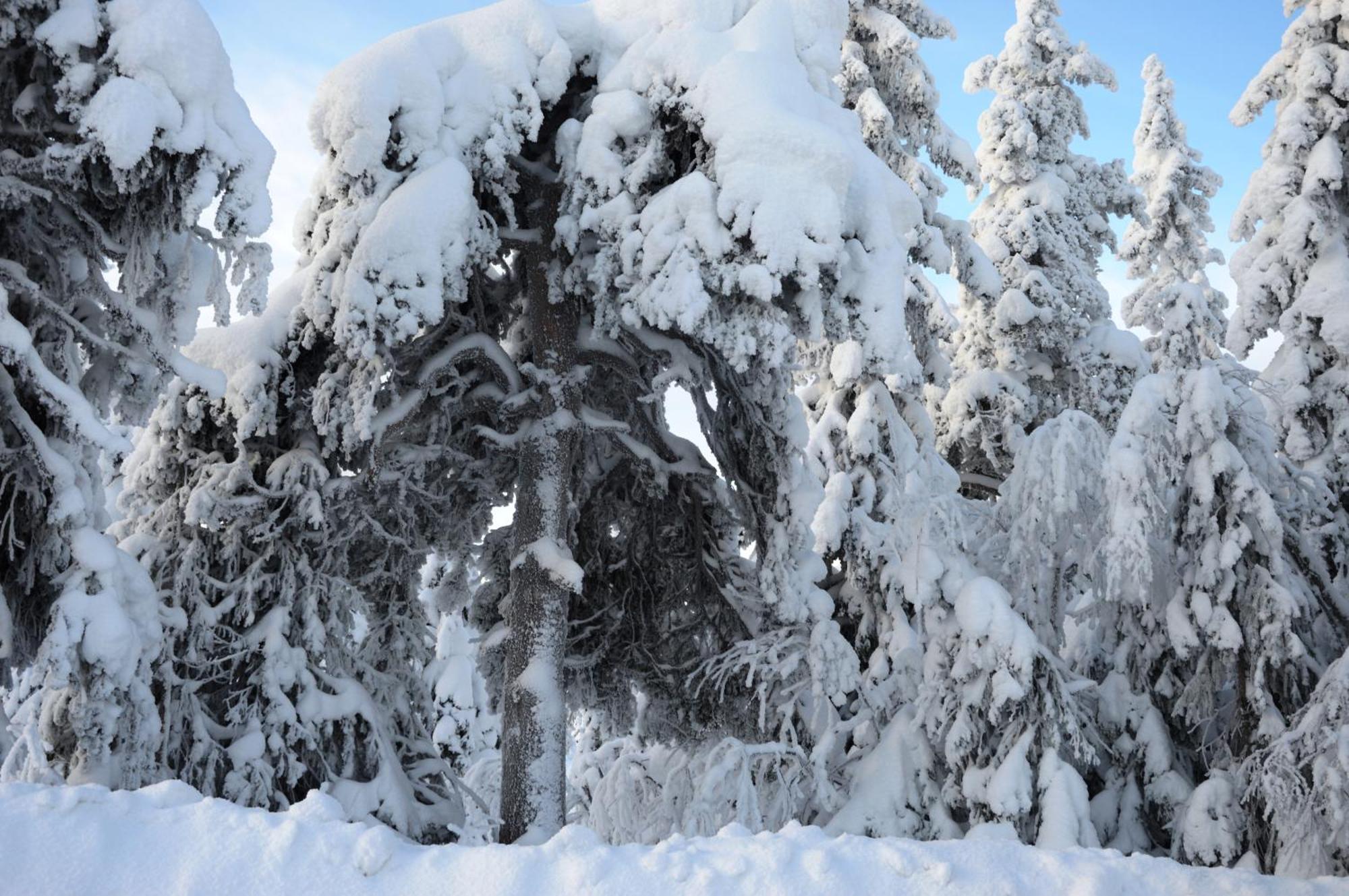 16 - Fulufjellets Nasjonalparker - Natur-, Dyre- Og Fugleopplevelser Ljørdal Dış mekan fotoğraf