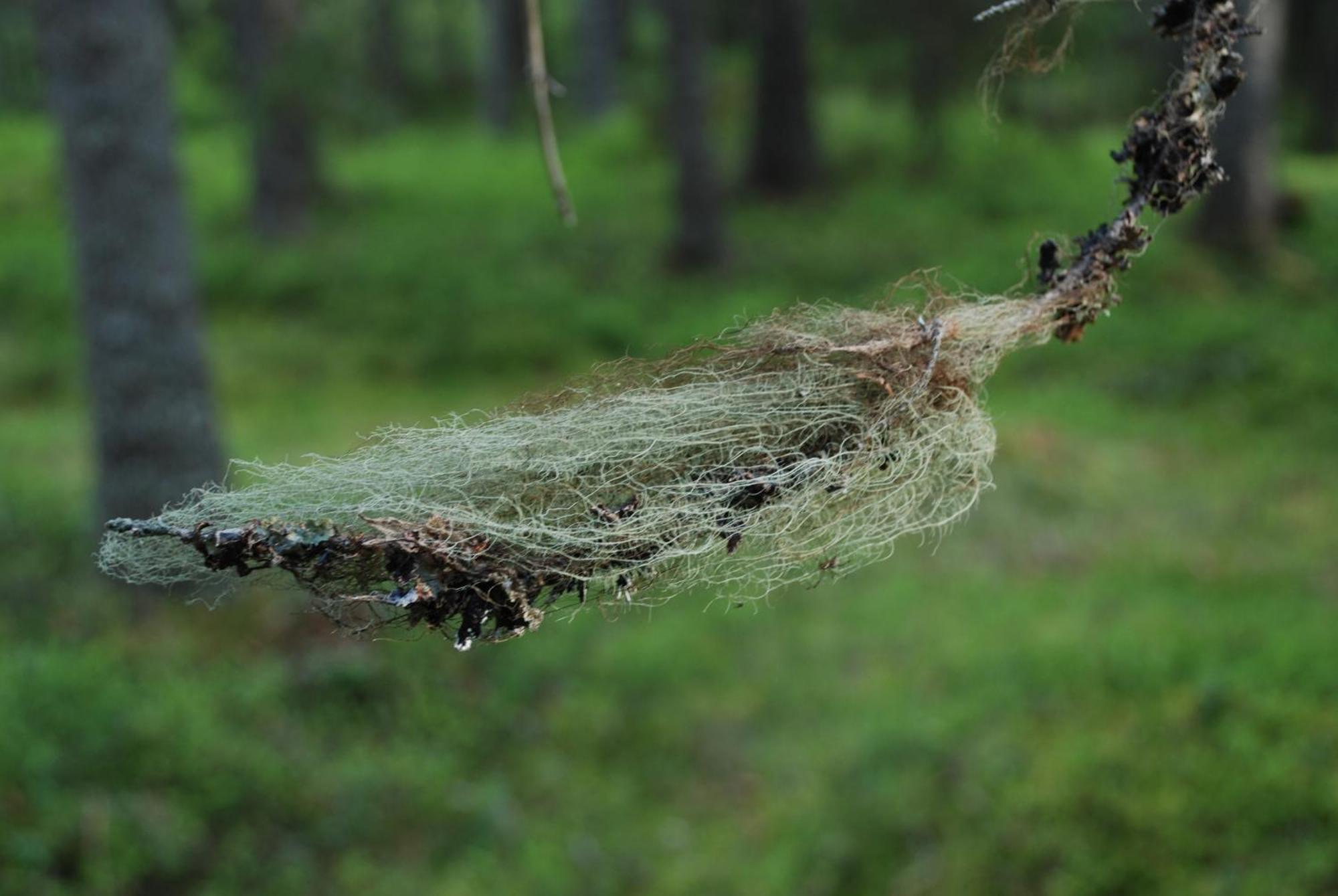 16 - Fulufjellets Nasjonalparker - Natur-, Dyre- Og Fugleopplevelser Ljørdal Dış mekan fotoğraf