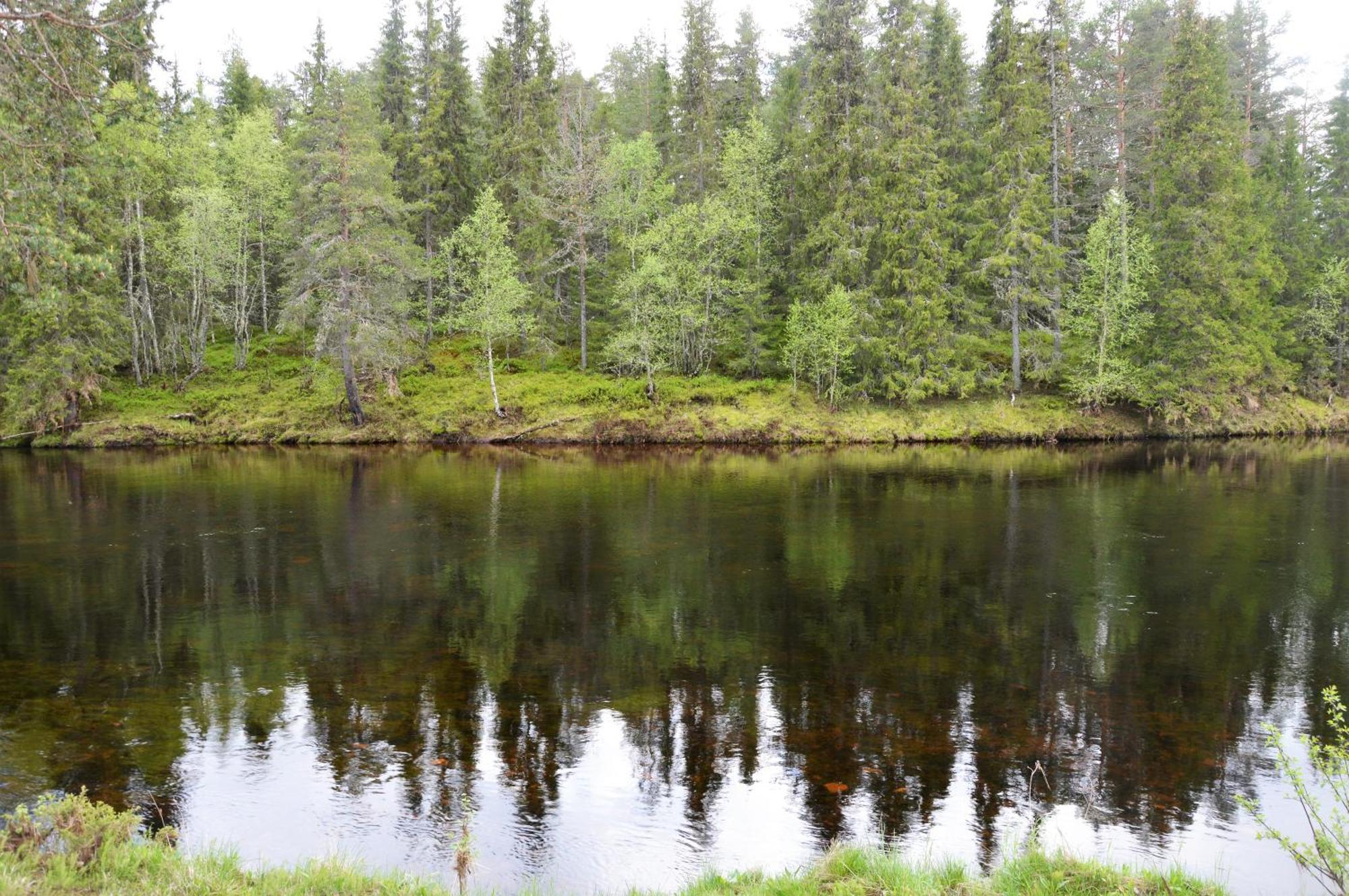 16 - Fulufjellets Nasjonalparker - Natur-, Dyre- Og Fugleopplevelser Ljørdal Dış mekan fotoğraf
