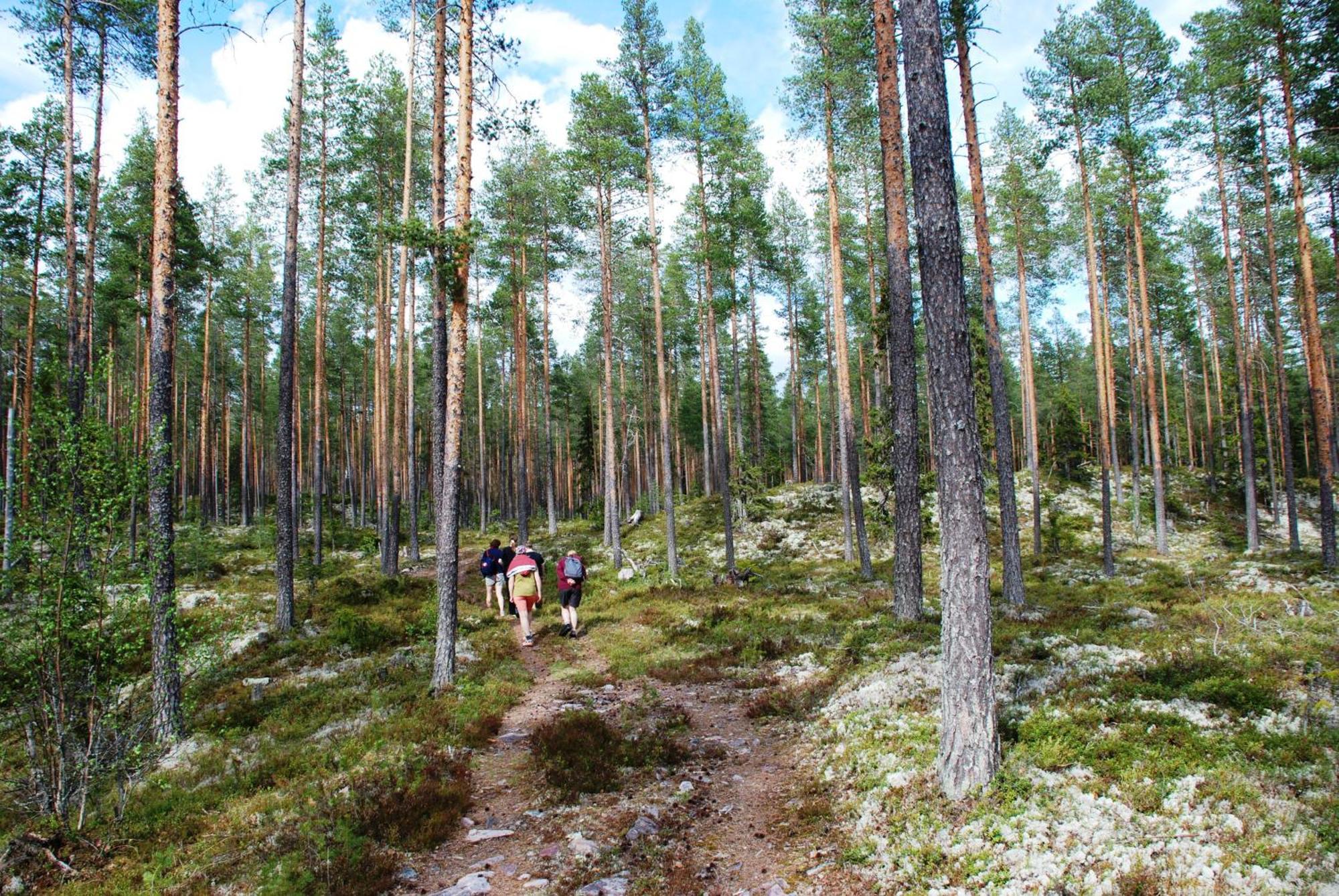 16 - Fulufjellets Nasjonalparker - Natur-, Dyre- Og Fugleopplevelser Ljørdal Dış mekan fotoğraf