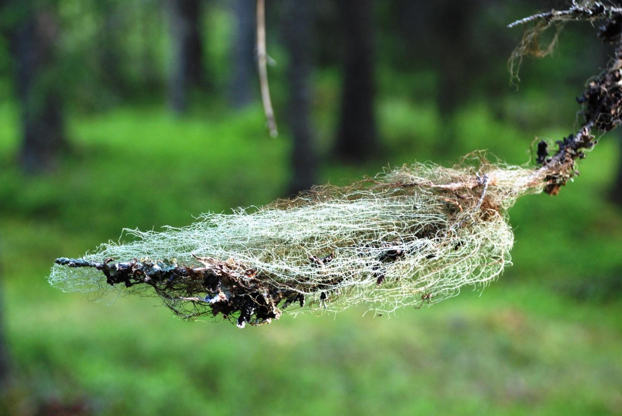 16 - Fulufjellets Nasjonalparker - Natur-, Dyre- Og Fugleopplevelser Ljørdal Dış mekan fotoğraf