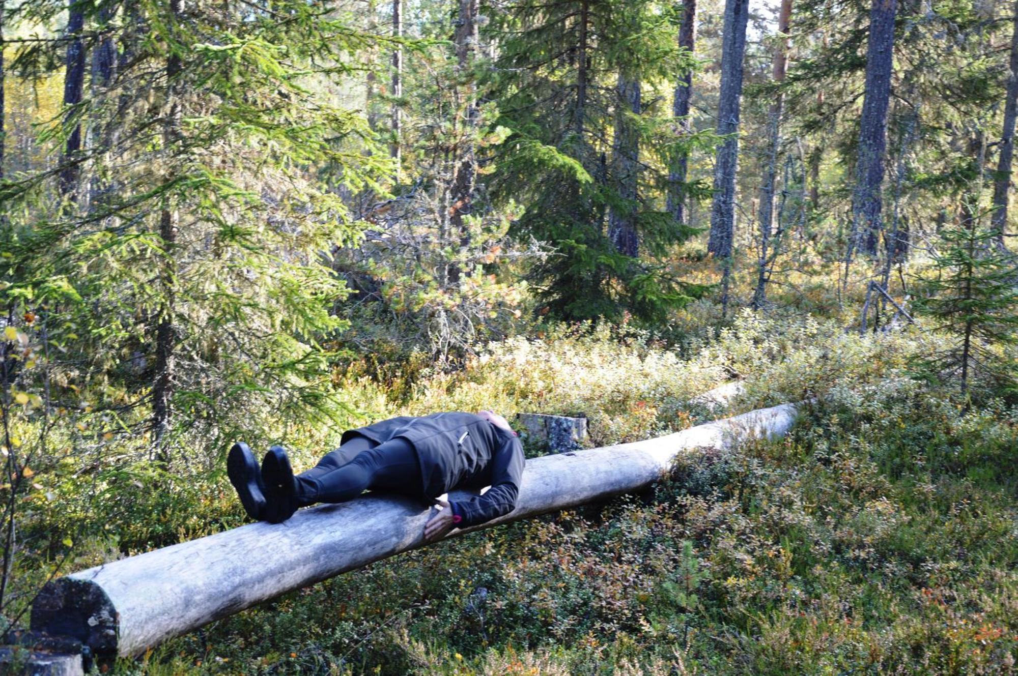 16 - Fulufjellets Nasjonalparker - Natur-, Dyre- Og Fugleopplevelser Ljørdal Dış mekan fotoğraf