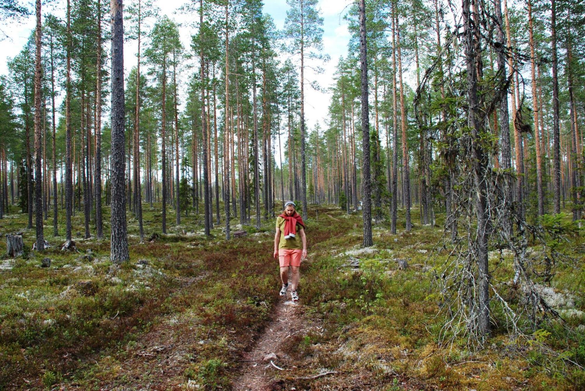 16 - Fulufjellets Nasjonalparker - Natur-, Dyre- Og Fugleopplevelser Ljørdal Dış mekan fotoğraf
