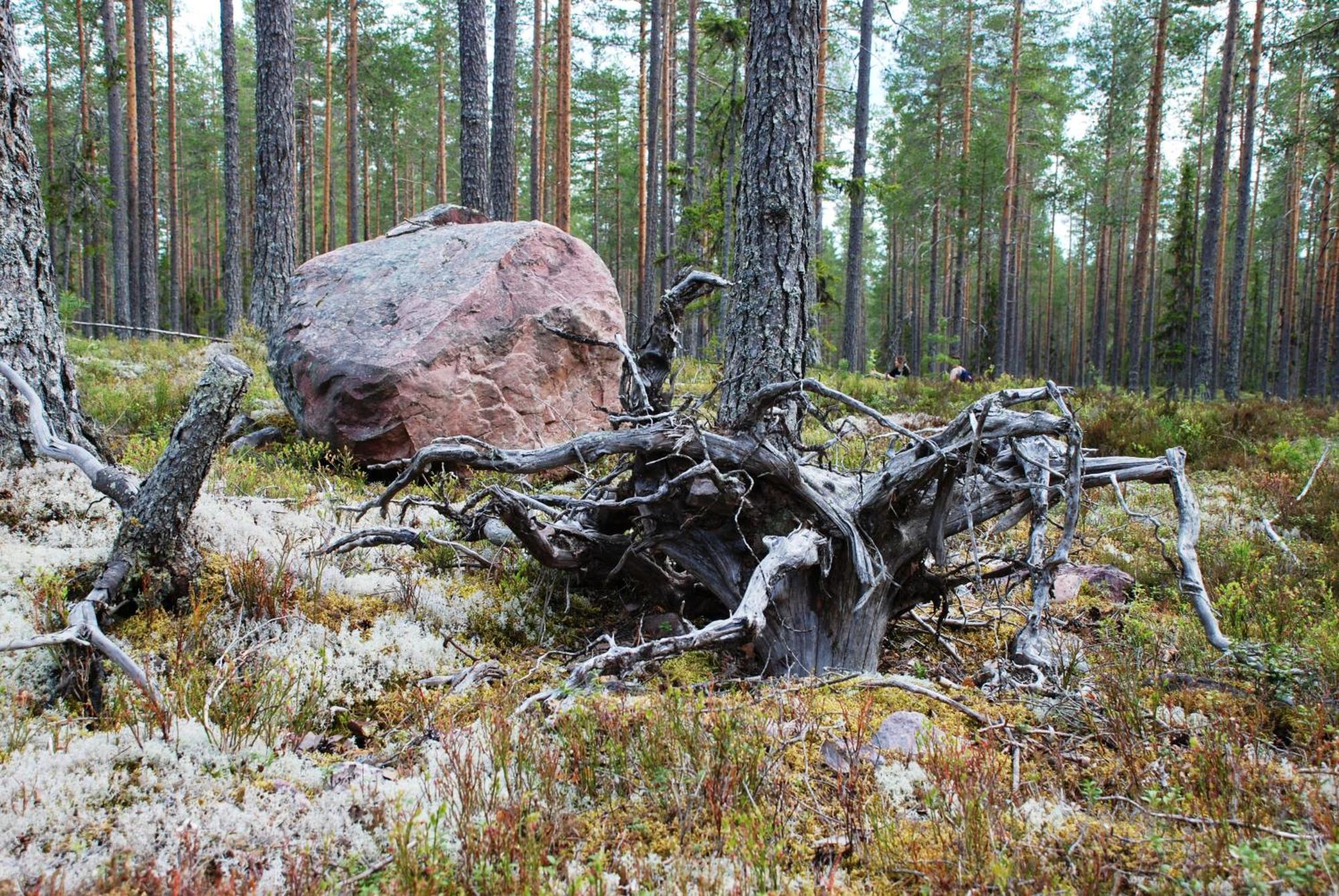 16 - Fulufjellets Nasjonalparker - Natur-, Dyre- Og Fugleopplevelser Ljørdal Dış mekan fotoğraf