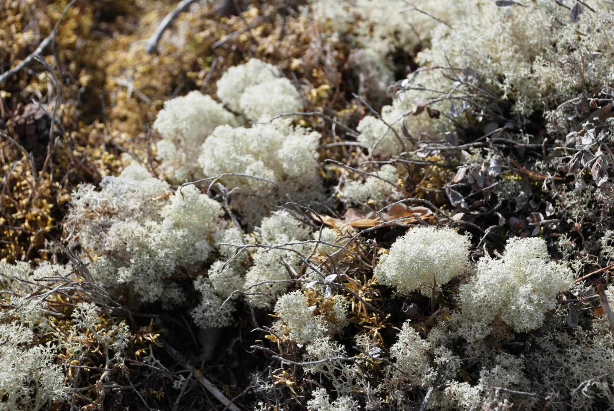 16 - Fulufjellets Nasjonalparker - Natur-, Dyre- Og Fugleopplevelser Ljørdal Dış mekan fotoğraf