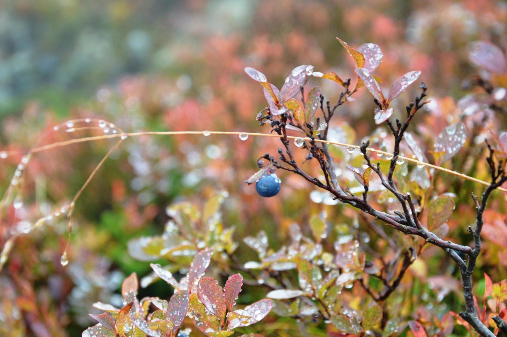 16 - Fulufjellets Nasjonalparker - Natur-, Dyre- Og Fugleopplevelser Ljørdal Dış mekan fotoğraf