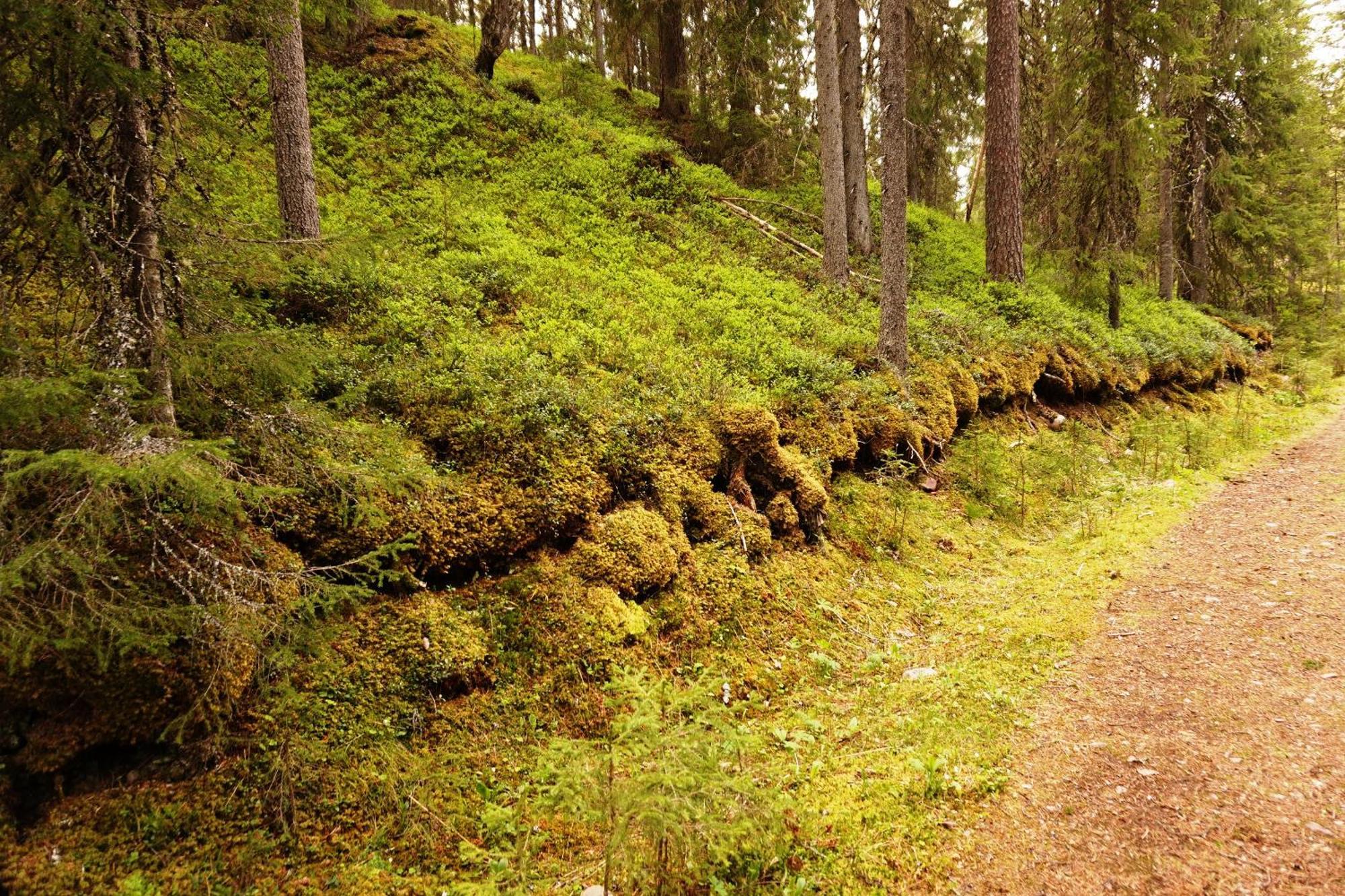 16 - Fulufjellets Nasjonalparker - Natur-, Dyre- Og Fugleopplevelser Ljørdal Dış mekan fotoğraf