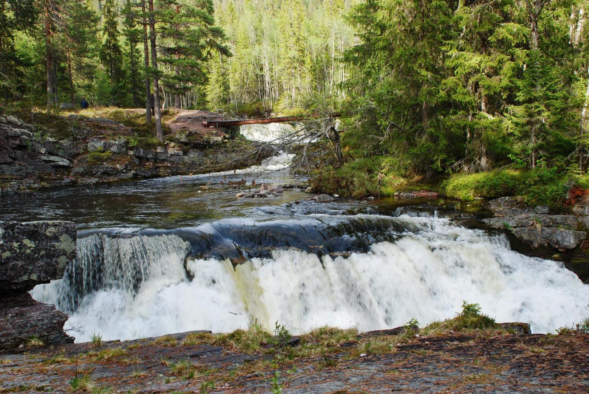 16 - Fulufjellets Nasjonalparker - Natur-, Dyre- Og Fugleopplevelser Ljørdal Dış mekan fotoğraf