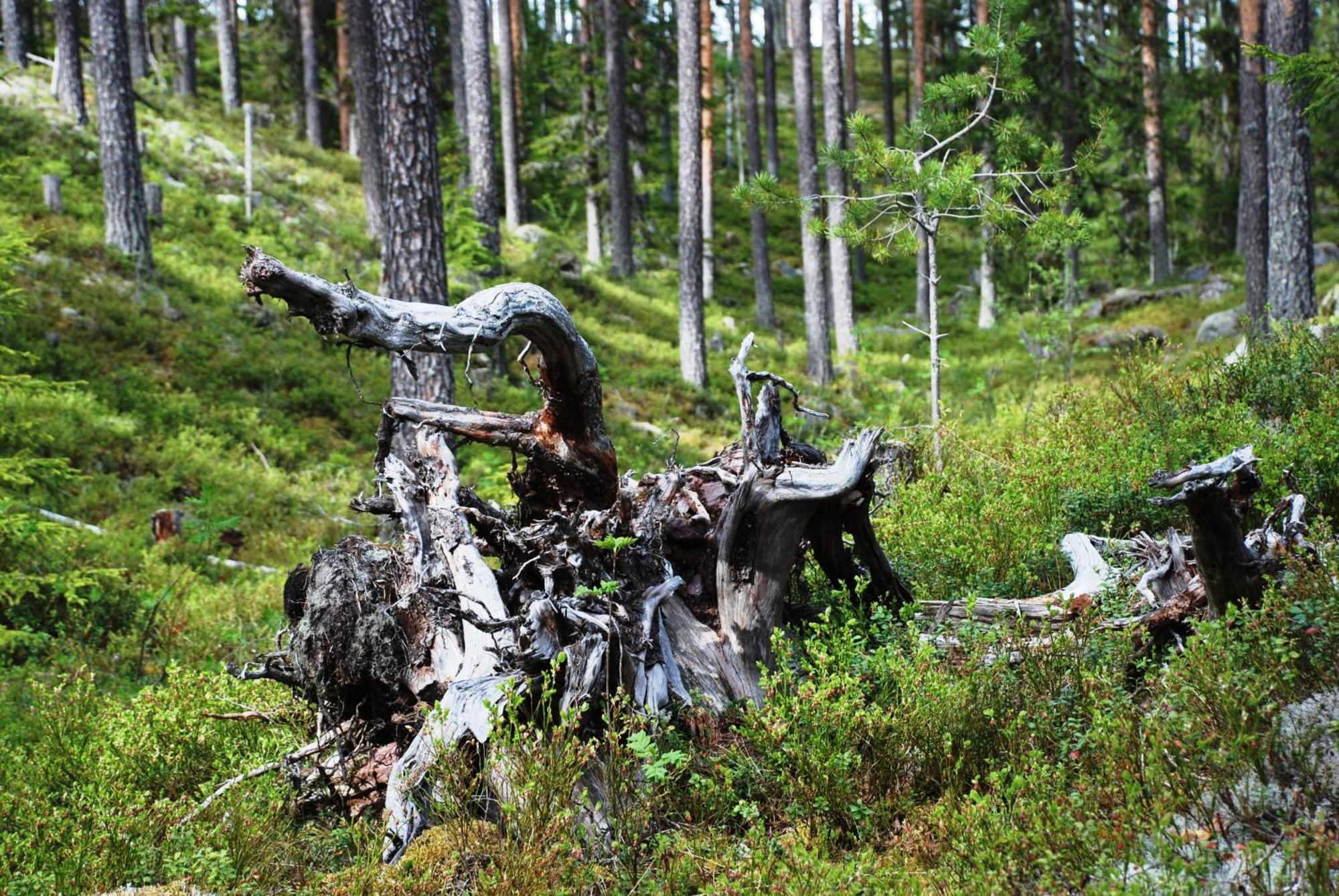 16 - Fulufjellets Nasjonalparker - Natur-, Dyre- Og Fugleopplevelser Ljørdal Dış mekan fotoğraf