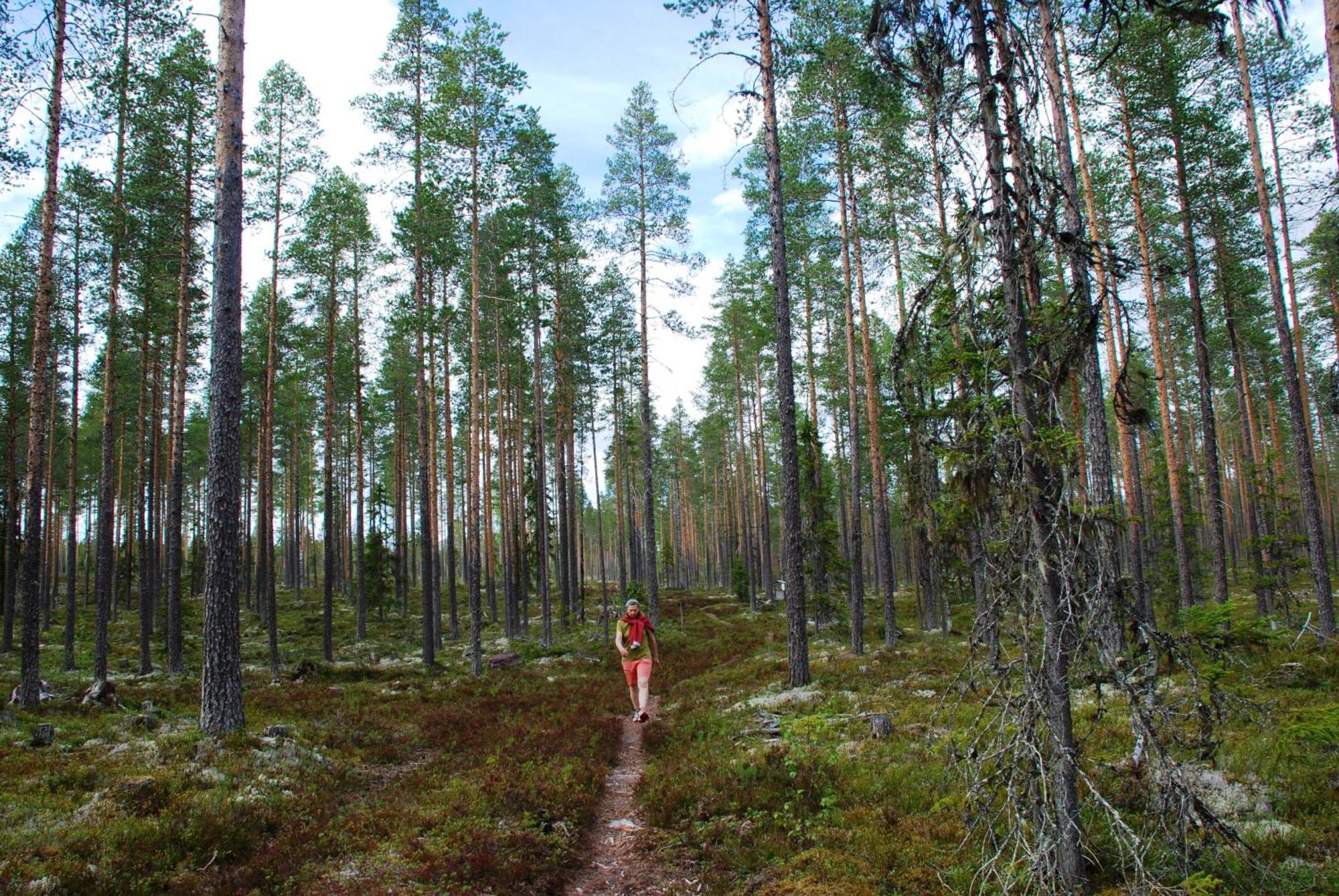 16 - Fulufjellets Nasjonalparker - Natur-, Dyre- Og Fugleopplevelser Ljørdal Dış mekan fotoğraf